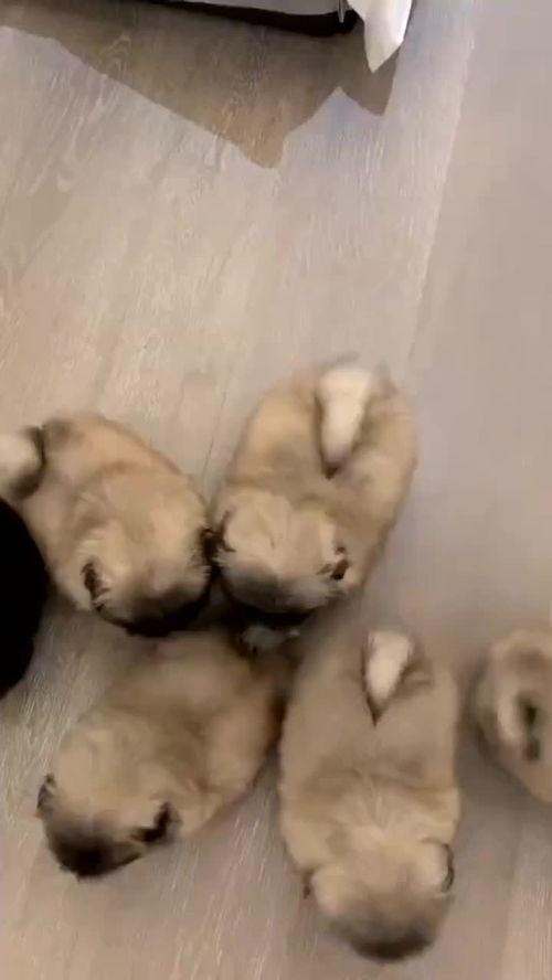 可爱的小崽子们 中文版,可爱小崽子们的欢乐时光